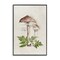 Stupell Industries Mushroom & Ferns Sketch Framed Giclee Wall Art Design by Eli Jones